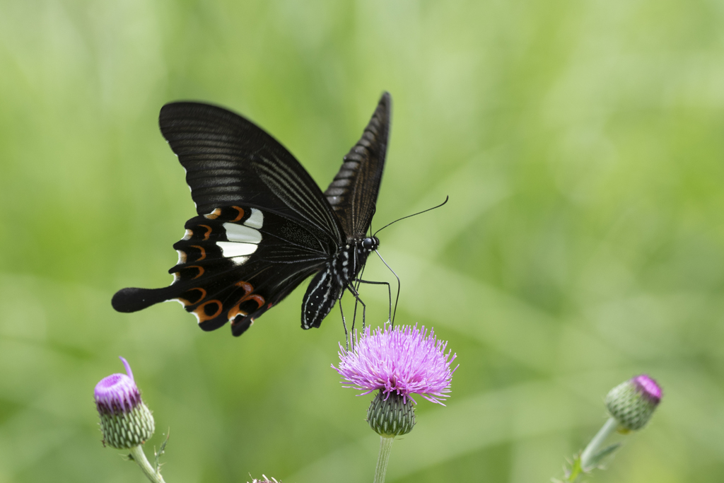 モンキアゲハ ②