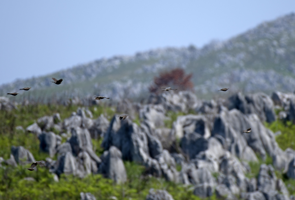 ヒヨドリの群れ