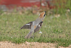 モズくんの3時のオヤツ ②