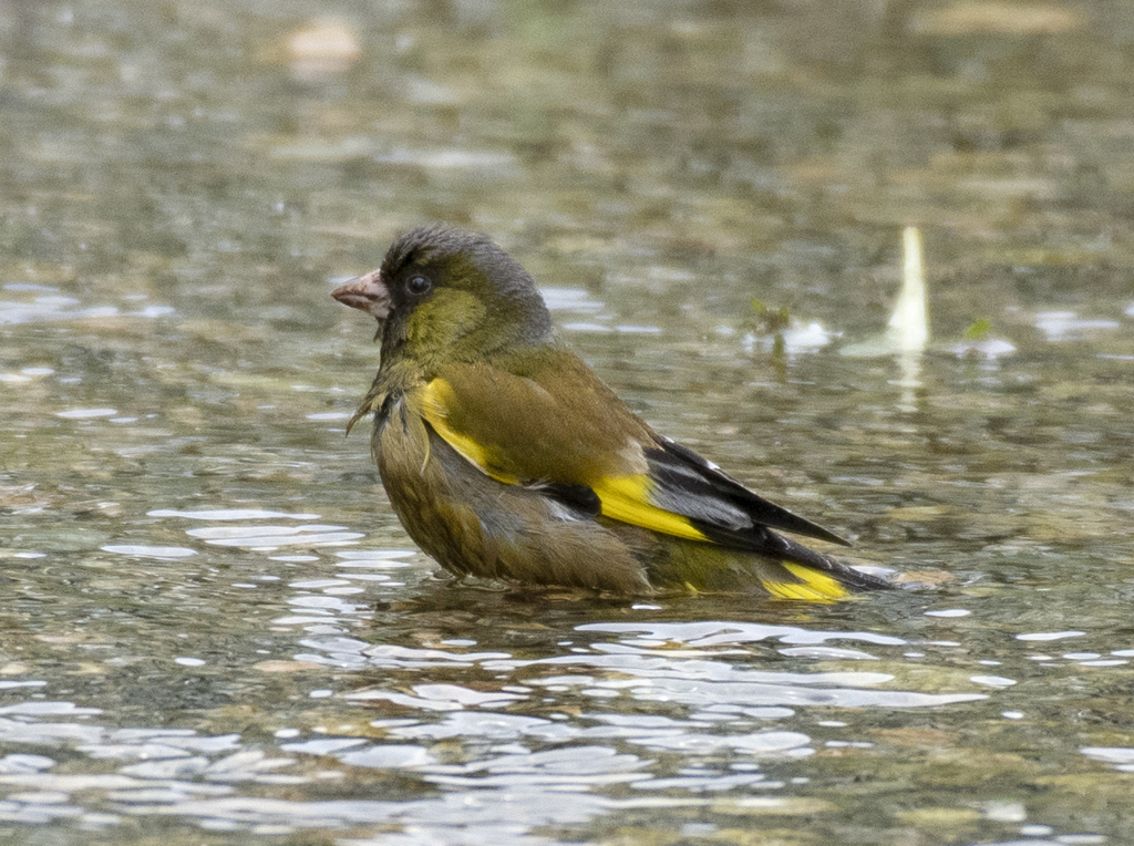 カワラヒワ⑤　水浴び