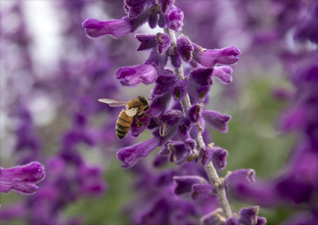 アメジストセージにミツバチ ②