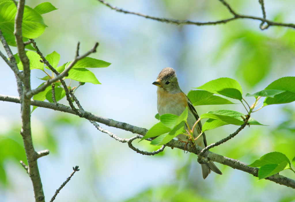 アトリ♀⑤