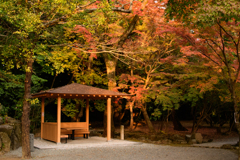 近くの神社の紅葉