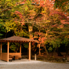 近くの神社の紅葉
