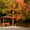 近くの神社の紅葉