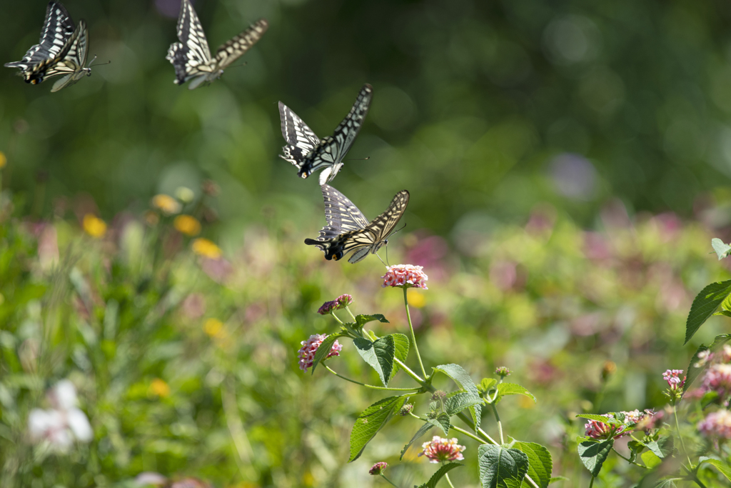 ランタナにアゲハ蝶
