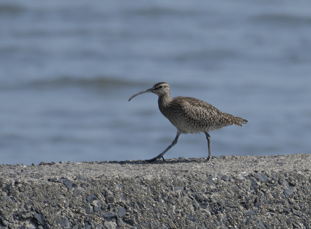 チュウシャクシギ ②