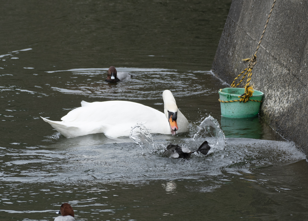 コブハクチョウ＆ホシハジロ♂達