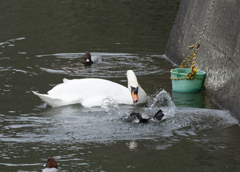コブハクチョウ＆ホシハジロ♂達