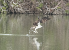 ミサゴ ハンティング ③