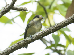 ヤマガラ 幼鳥 ②