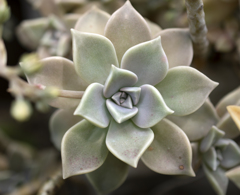 姫朧月(多肉部分)