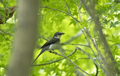 リュウキュウサンショウクイ