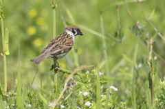 スズメ ご飯ゲット