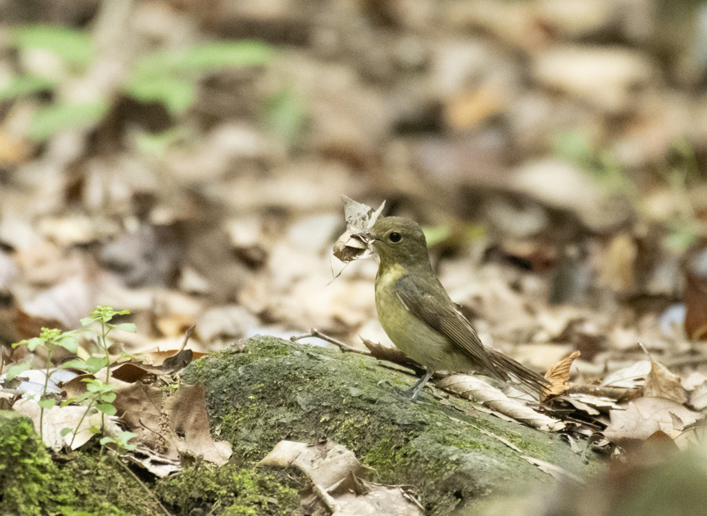 キビタキ ♀ ②
