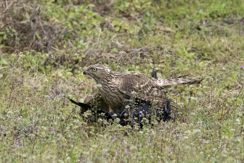 オオタカ若鳥 (カラス捕食)　⑧