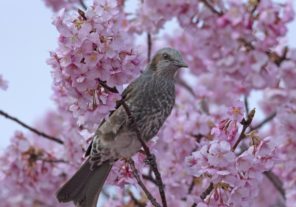 ヒヨドリ⑥(河津桜にヒヨドリ)
