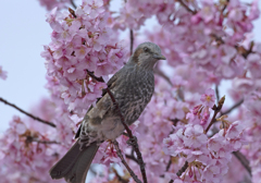 ヒヨドリ⑥(河津桜にヒヨドリ)