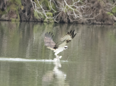 ミサゴ ハンティング ①