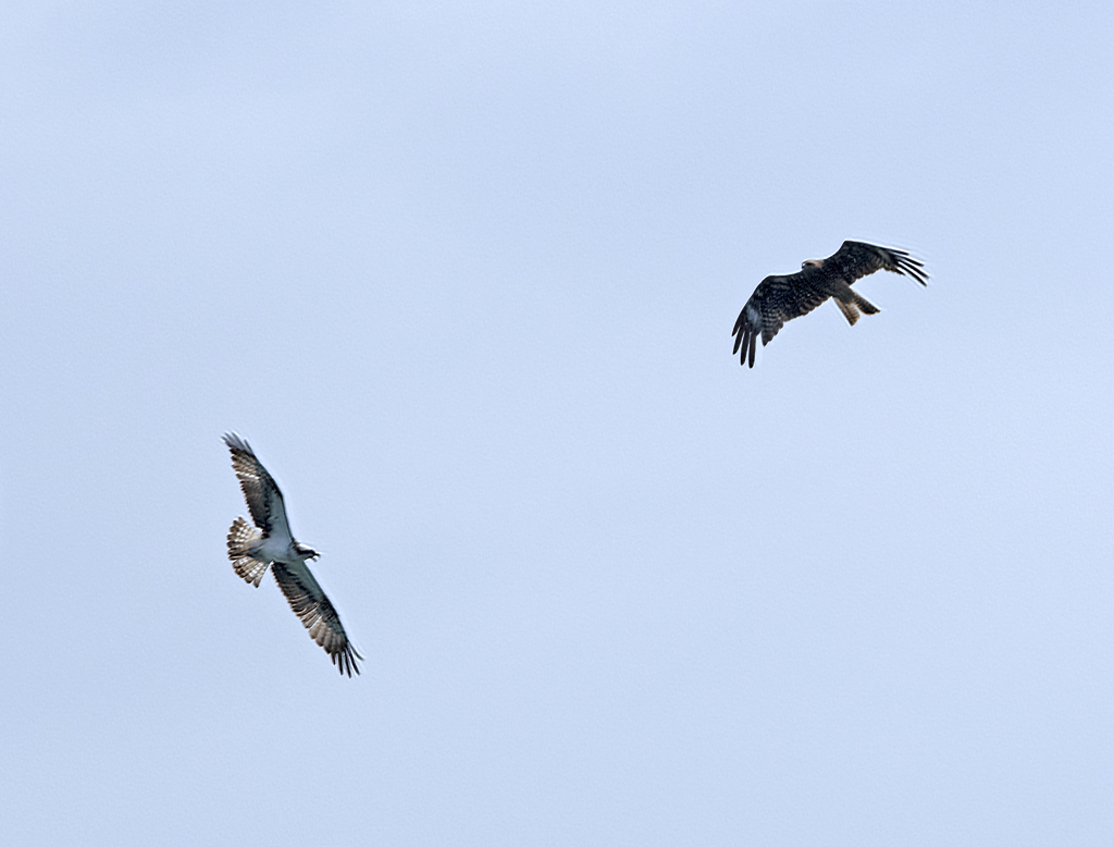 ミサゴ VS トビ 猛禽の対決（？）