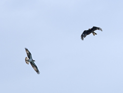 ミサゴ VS トビ 猛禽の対決（？）