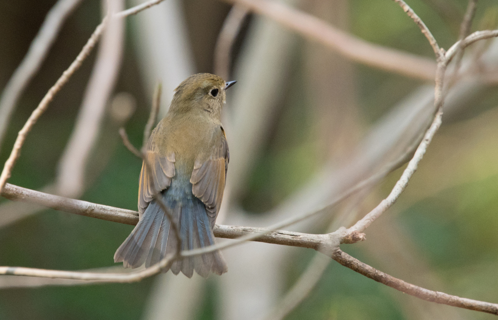 ルリビタキ若♂②