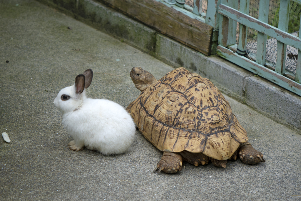ウサギとヒョウモンリクガメ