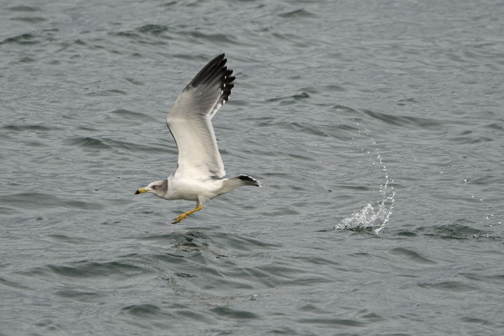 ウミネコ飛翔②