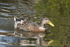 マガモ♀ or アヒル ③