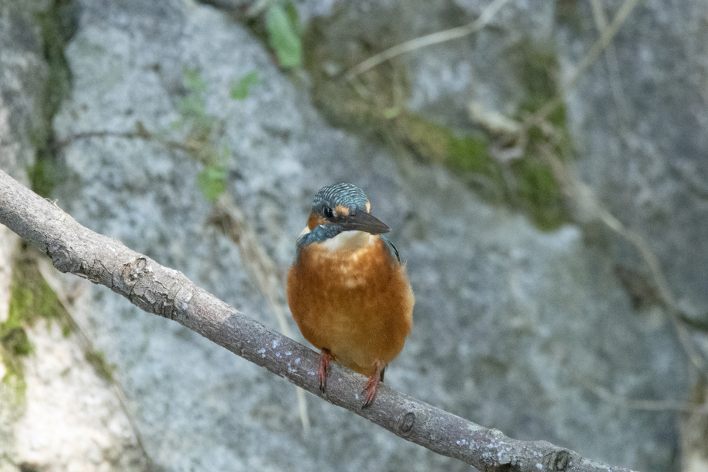 カワセミ ⑥