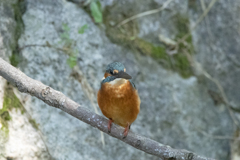 カワセミ ⑥