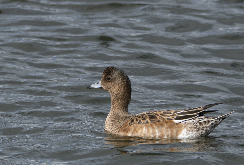 ヒドリガモ ♀②