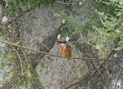 カワセミ ②