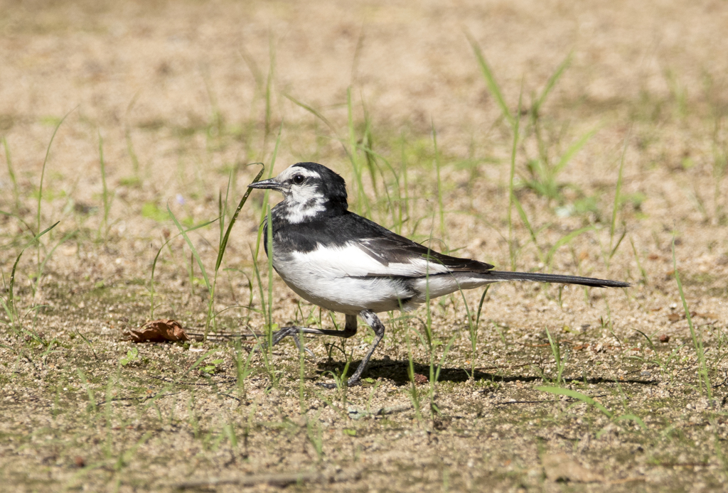 ハクセキレイ ④
