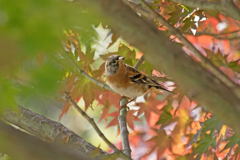 紅葉にアトリ
