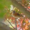 紅葉にアトリ