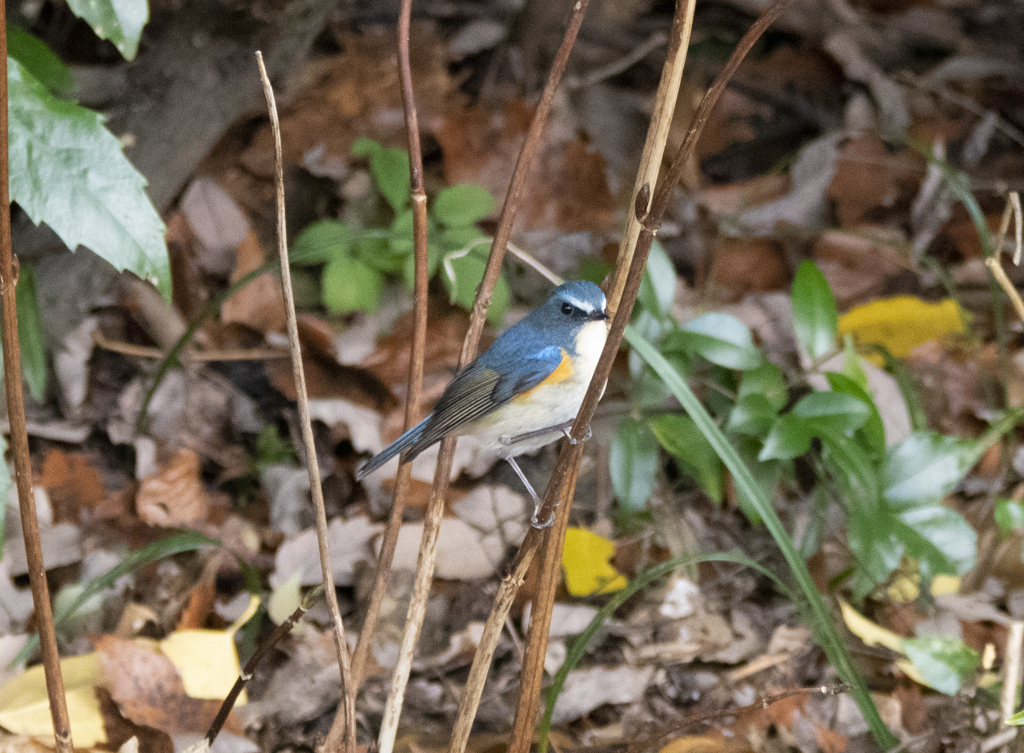 ルリビタキ ♂⑤