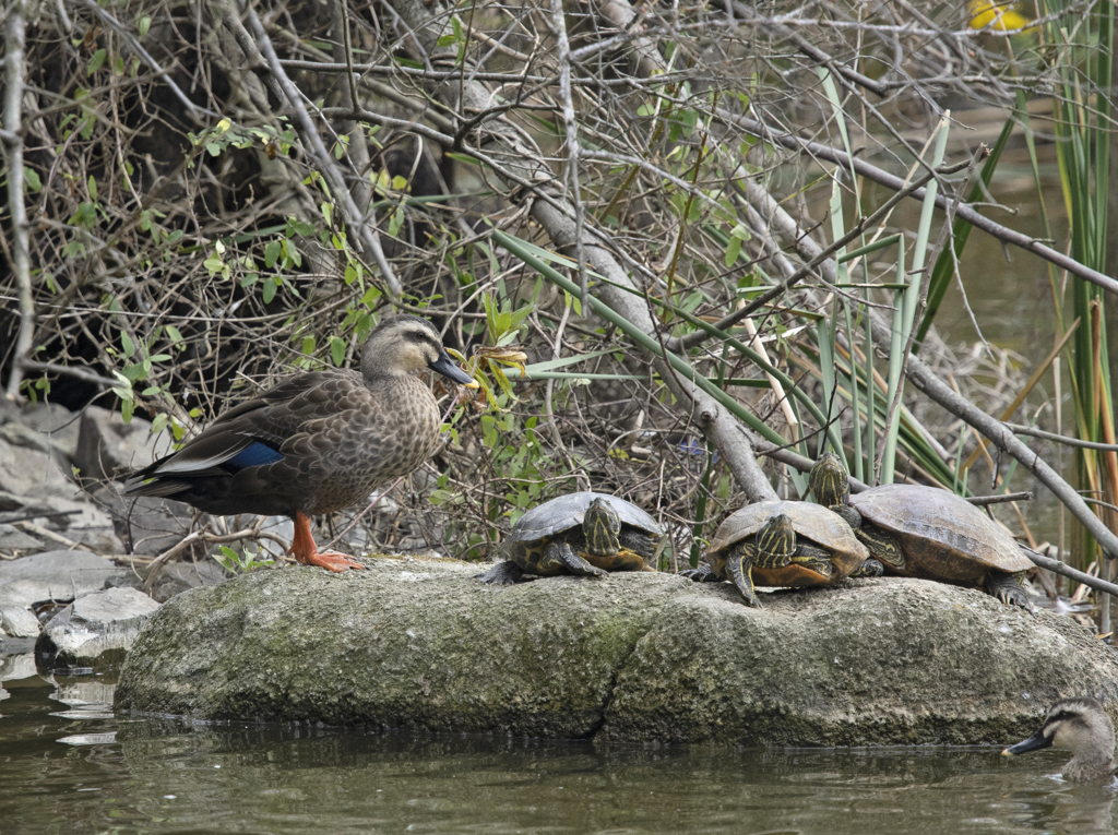 カメたちを見守るカルガモ