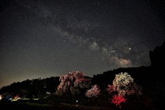 又兵衛桜と天の川２