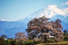 わに塚桜と富士山