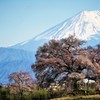 わに塚桜と富士山