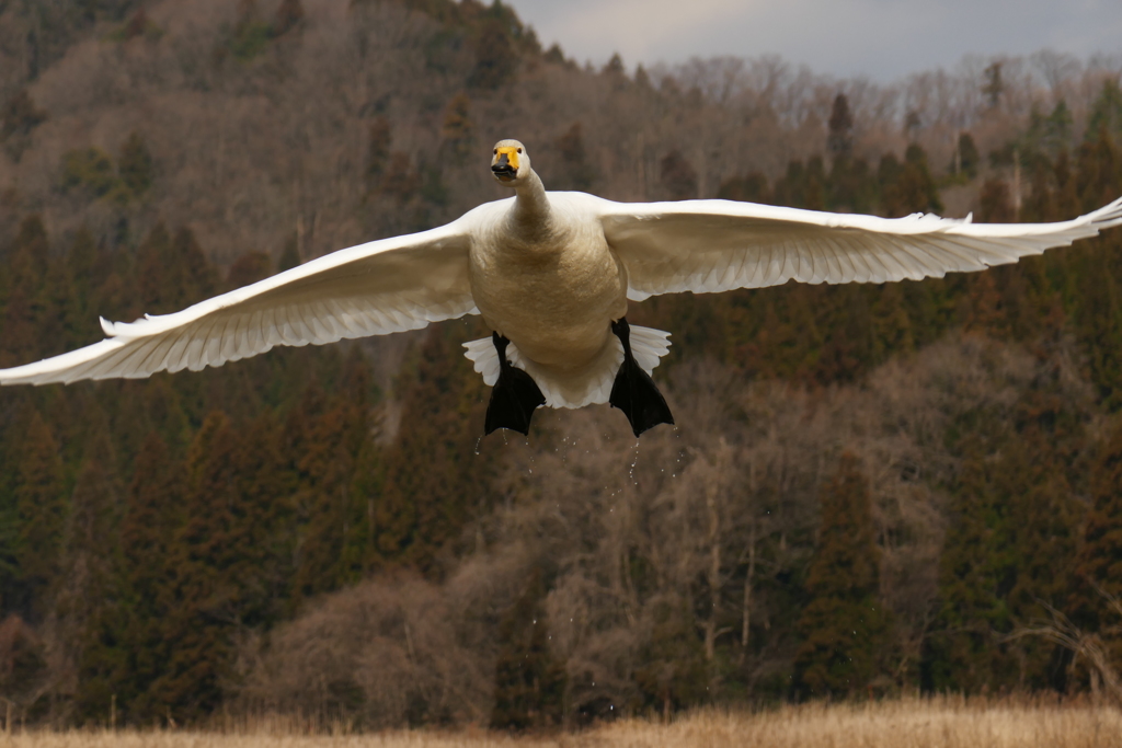 迫る白鳥