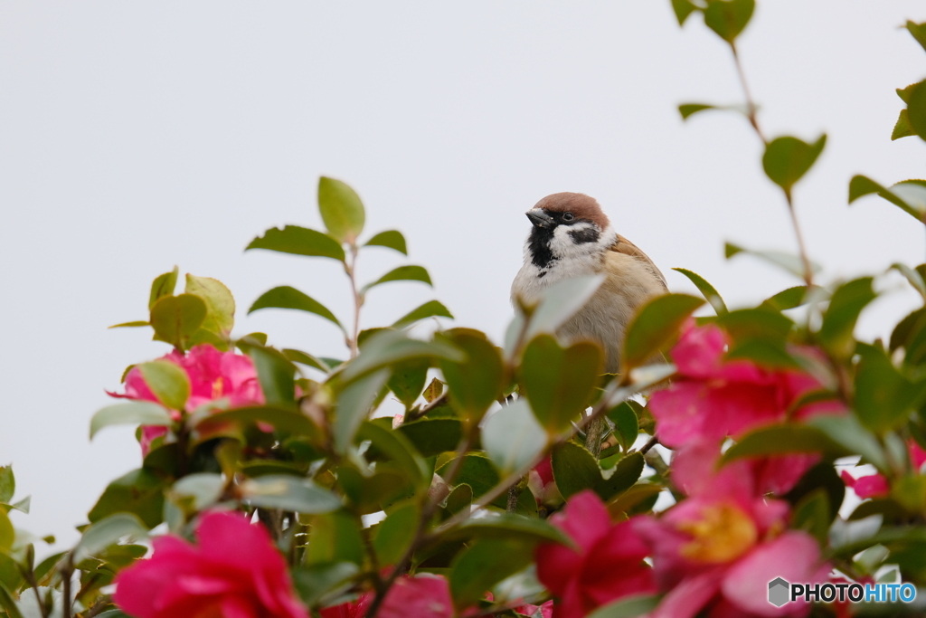 雀×山茶花