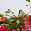 雀×山茶花