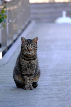 野良猫様
