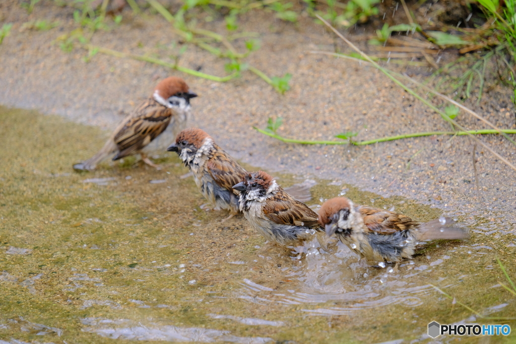 雀　水浴び中
