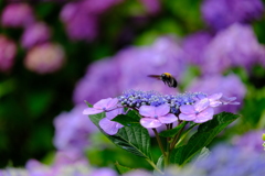 蜂と紫陽花