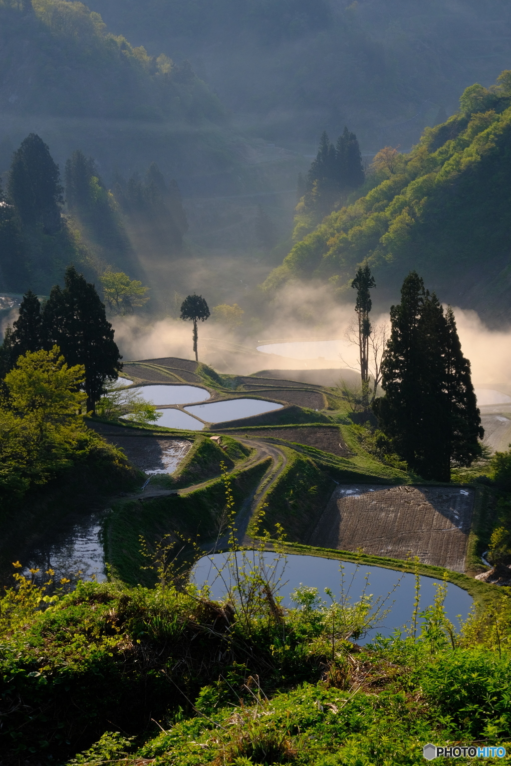棚田の朝