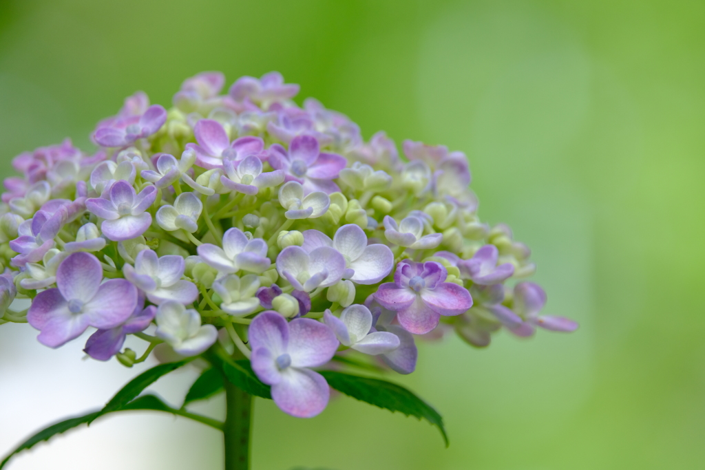 紫陽花