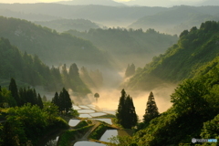 棚田の一本杉